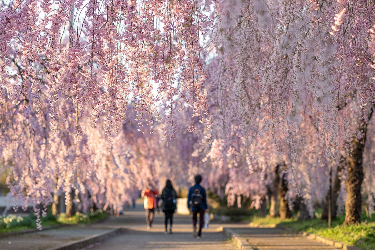 No.19946日中線しだれ桜並木