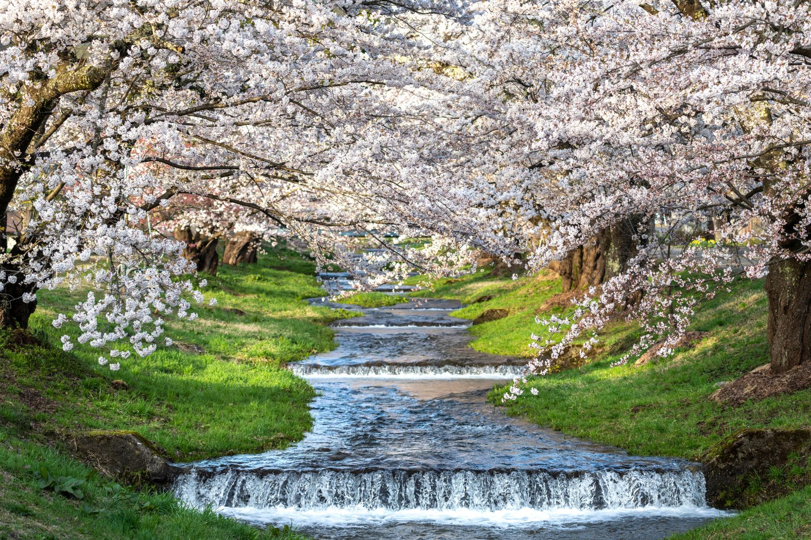 No.19444観音寺川の桜並木