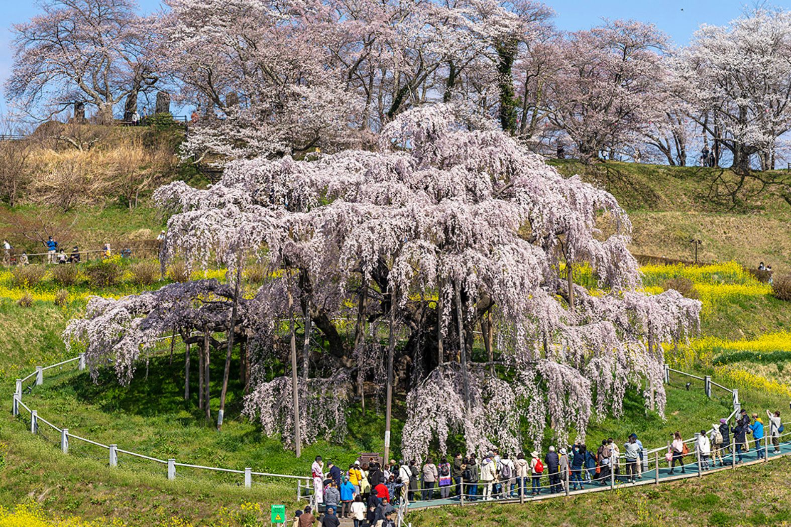 No.19940三春滝桜