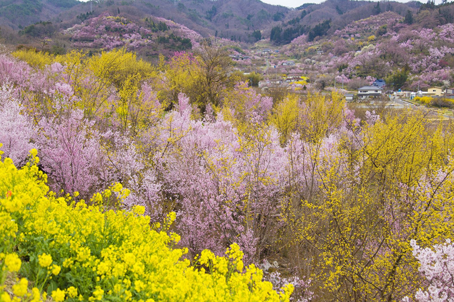 No.17710花見山